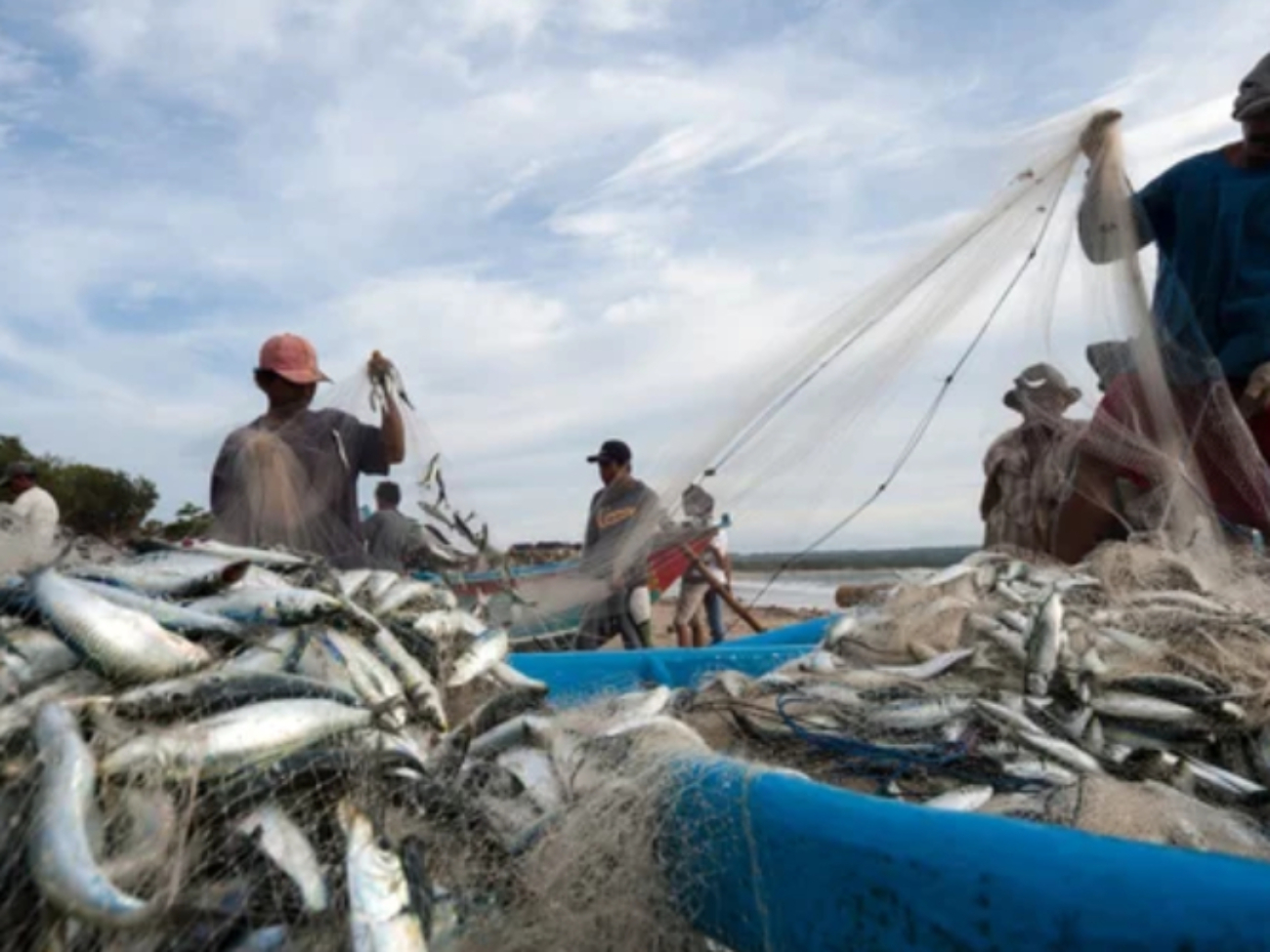 Exportacion-de-pescado-llega-a-38-paises-segun-ministro-Loyo