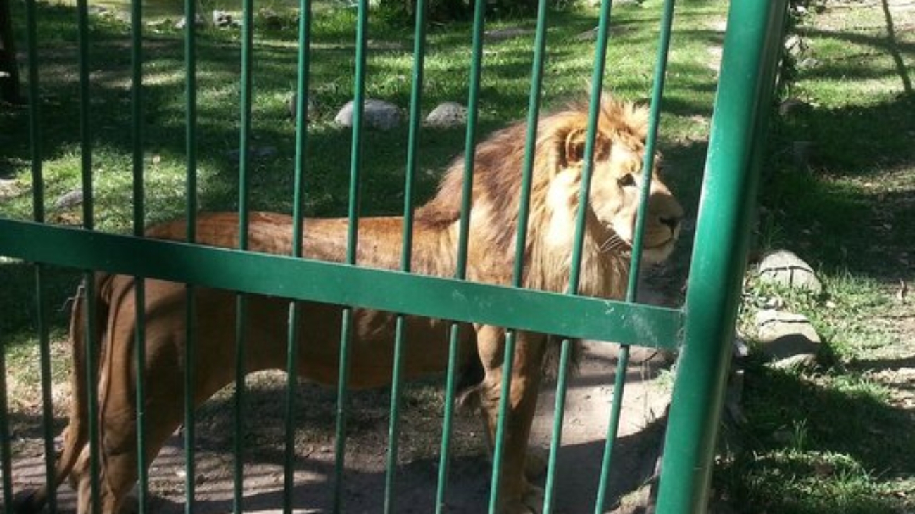 chorros-de-milla-zoo