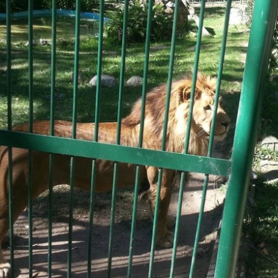 chorros-de-milla-zoo