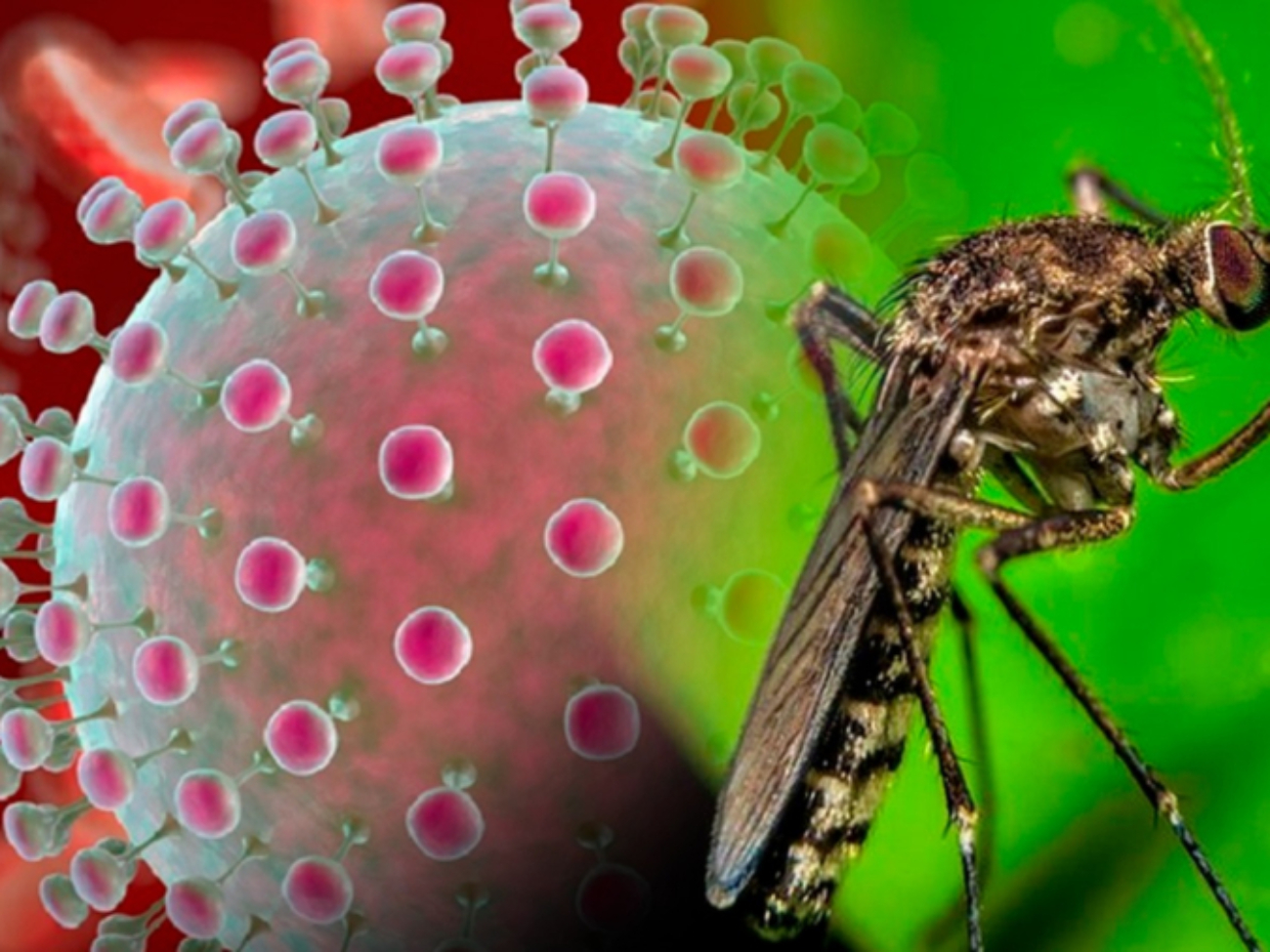 cortesiareferencial-virus-oropuche-38681