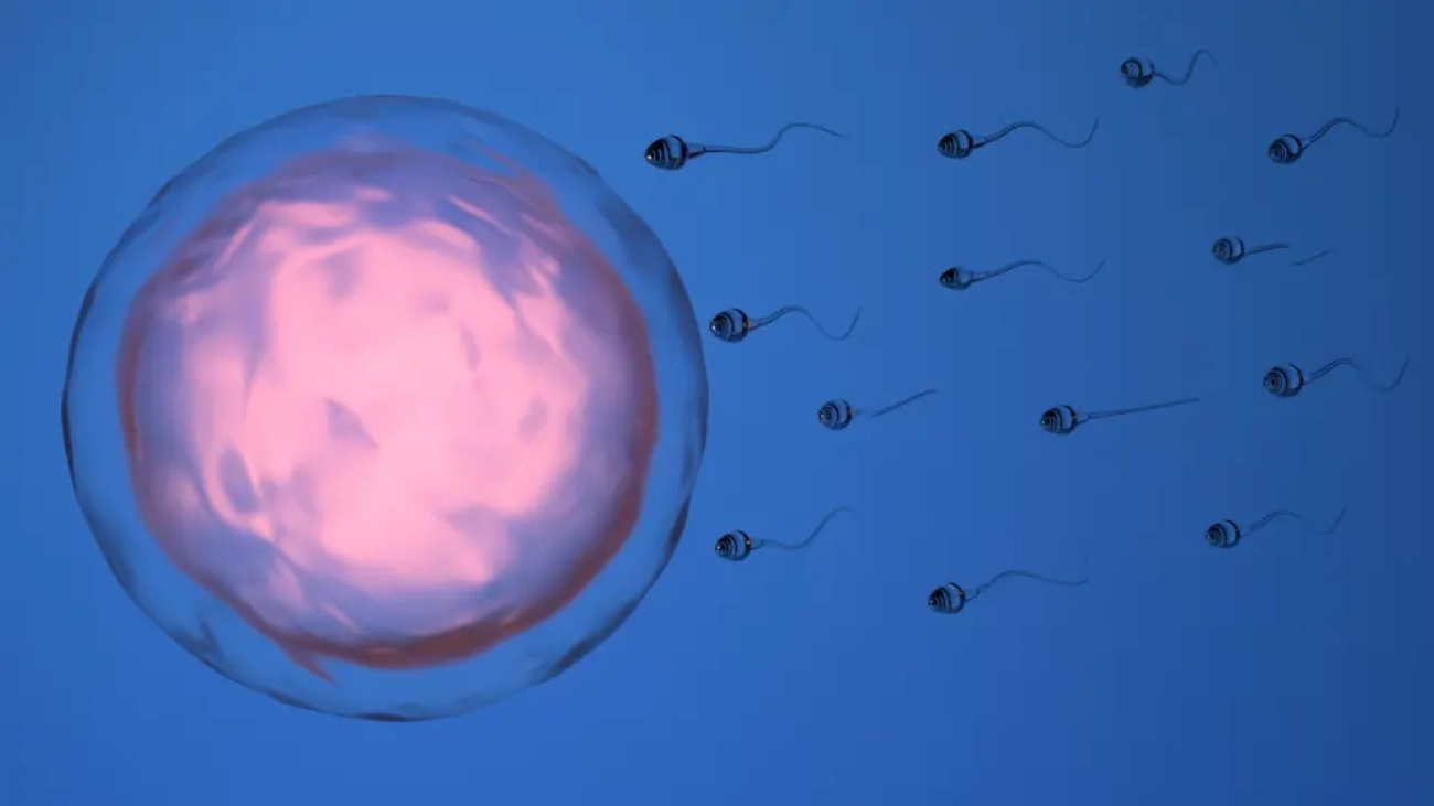 la-fecundacion-in-vitro-sera-posterior-a-la-superacion-de-la-enfermedad