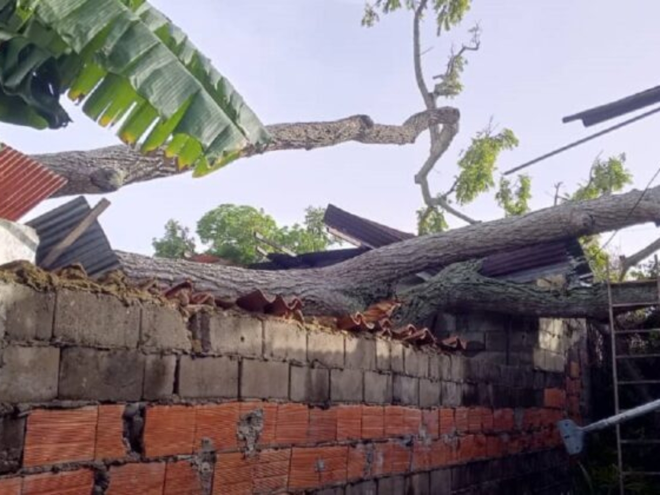 Casas-afectadas-por-arbol-caido-en-Maturin-747x420