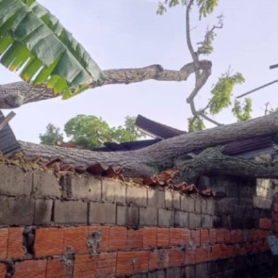 Casas-afectadas-por-arbol-caido-en-Maturin-747x420