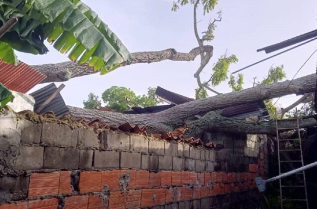 Casas-afectadas-por-arbol-caido-en-Maturin-747x420