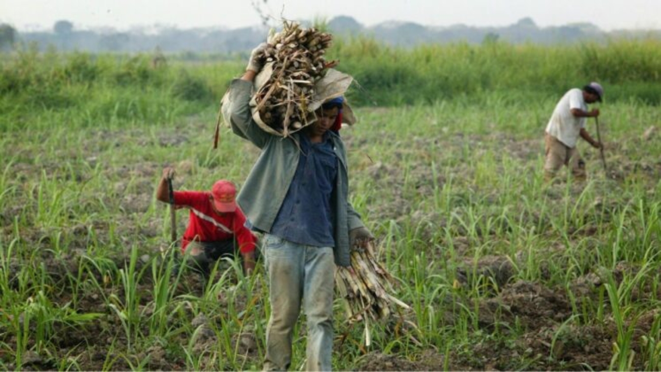 Fedeagro-747x420 (1)