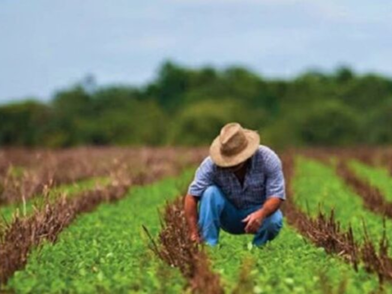 Suma-Puebla-487-mil-productoras-y-productores-agricolas-1-696x392