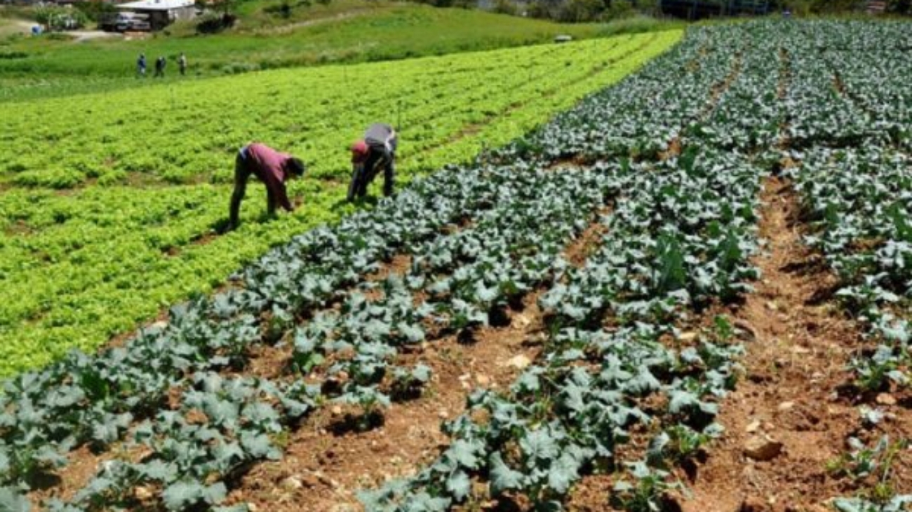 tsize_600x400_AGRICULTURA