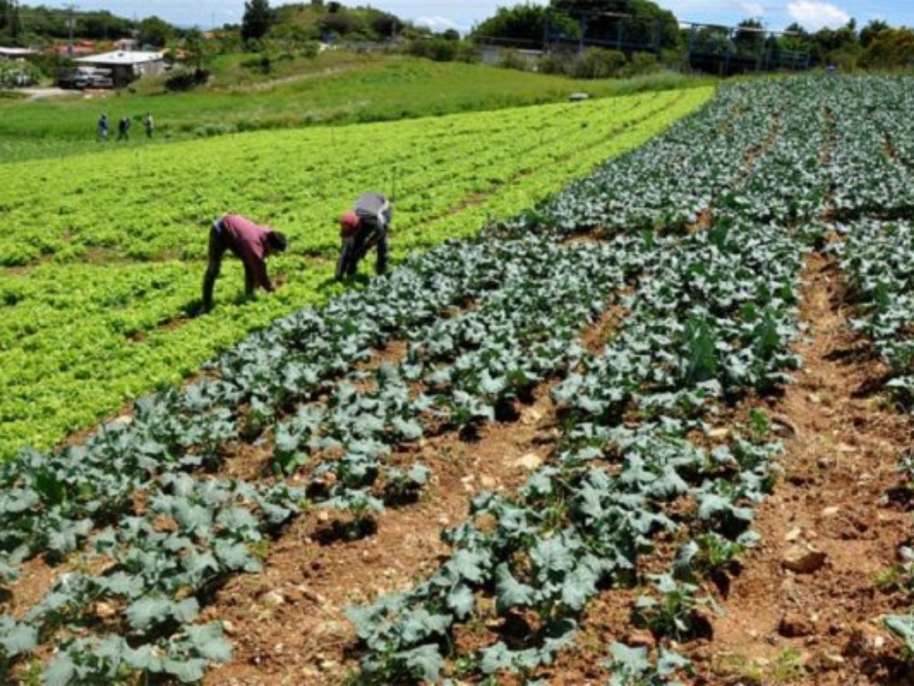 tsize_600x400_AGRICULTURA