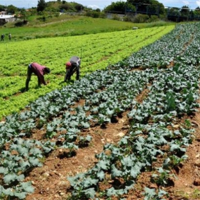 tsize_600x400_AGRICULTURA