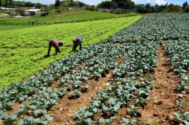 tsize_600x400_AGRICULTURA