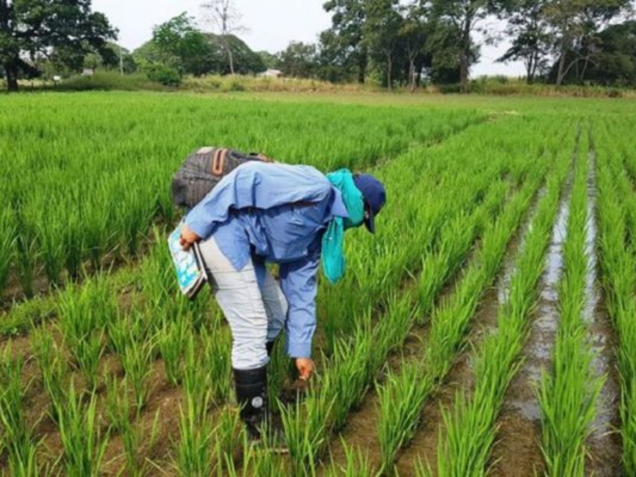 tsize_600x400_ARROZ-UNO