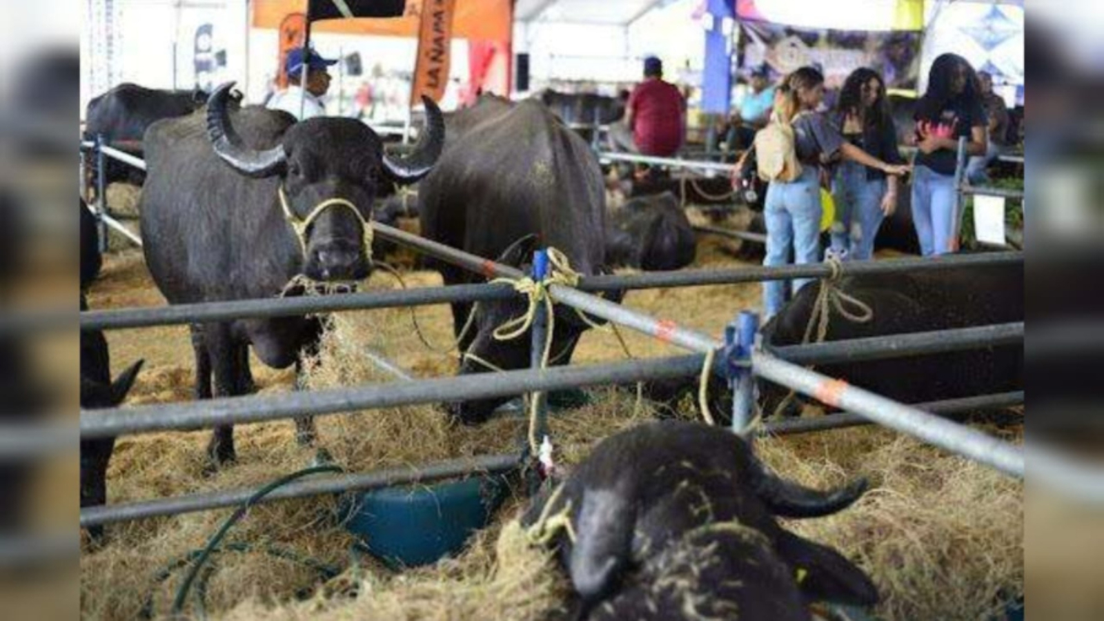 expoferia-nacional-bufalina-2026-60917
