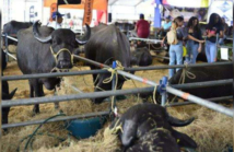 expoferia-nacional-bufalina-2026-60917