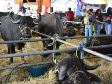 expoferia-nacional-bufalina-2026-60917
