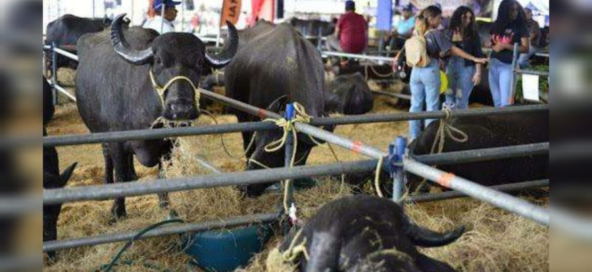 expoferia-nacional-bufalina-2026-60917