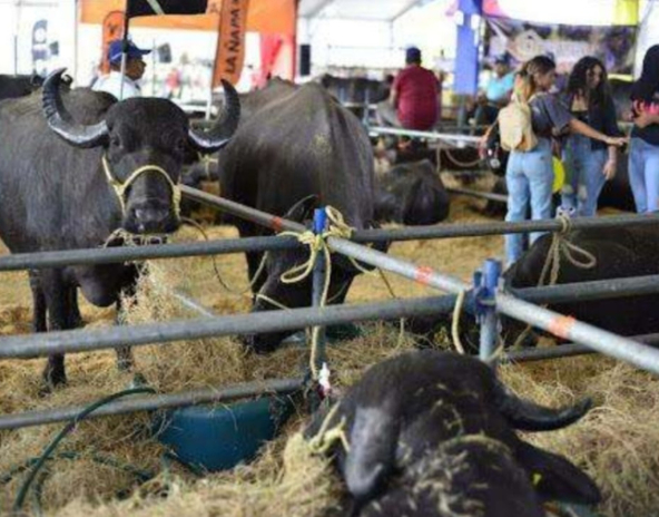 expoferia-nacional-bufalina-2026-60917